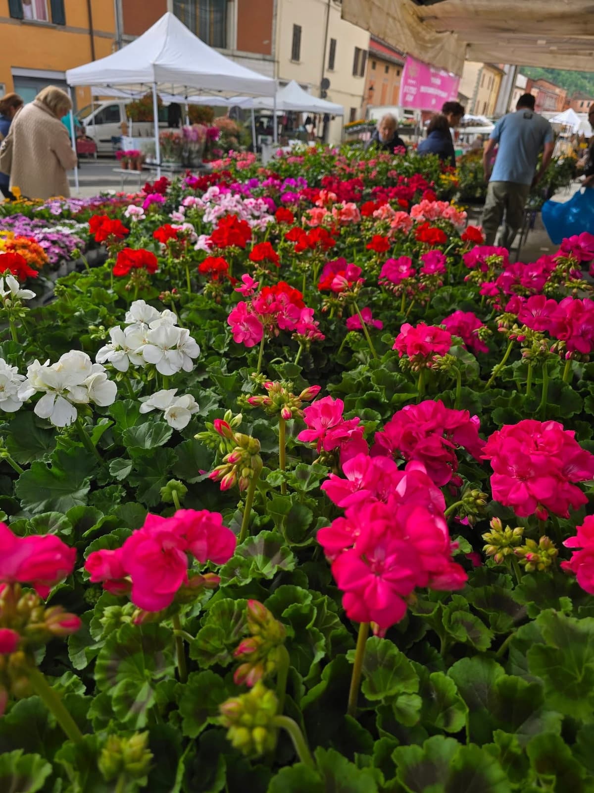 Gerani rosa al mercato