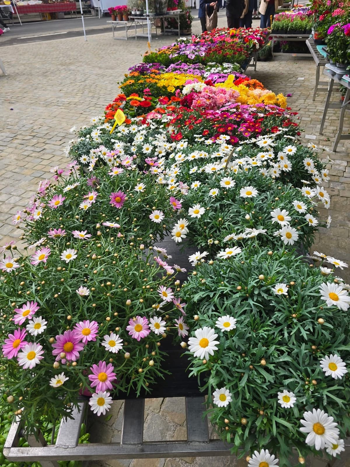 Margherite e fiori colorati in esposizione