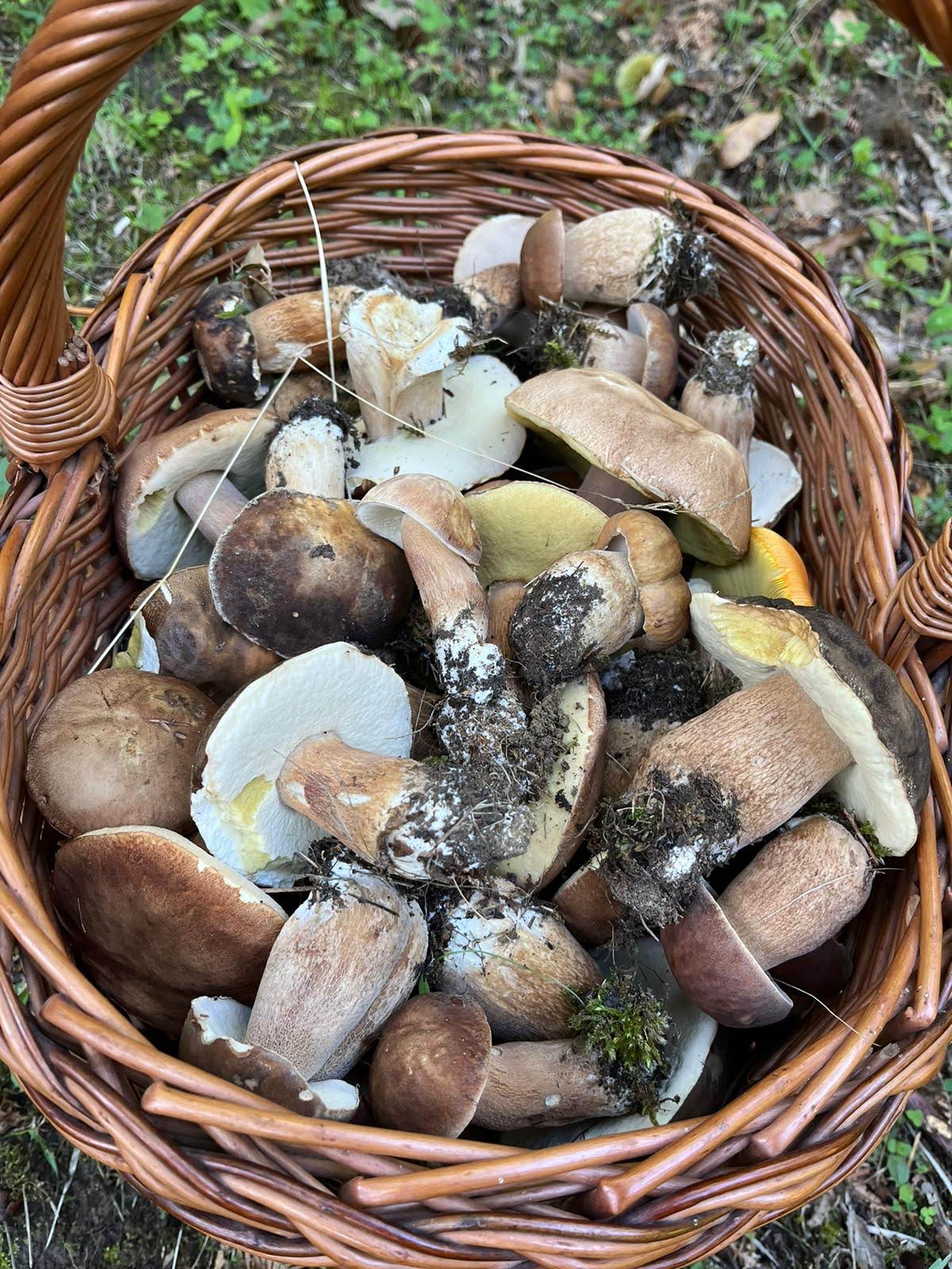 Porcini freschi raccolti nel bosco