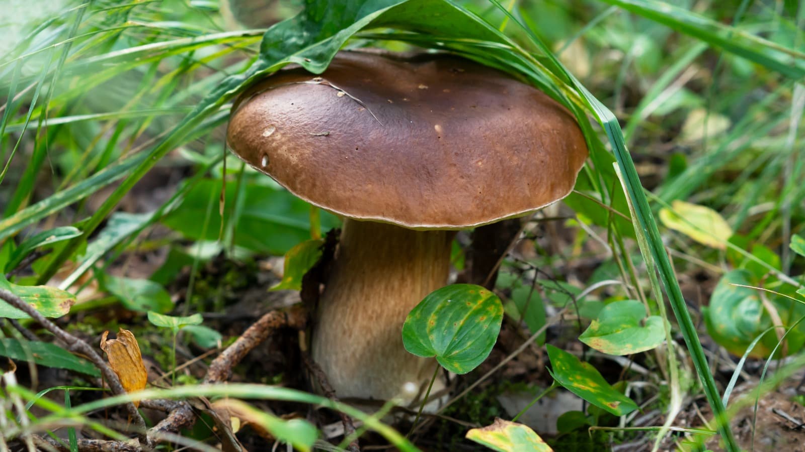 Porcino fresco dal bosco
